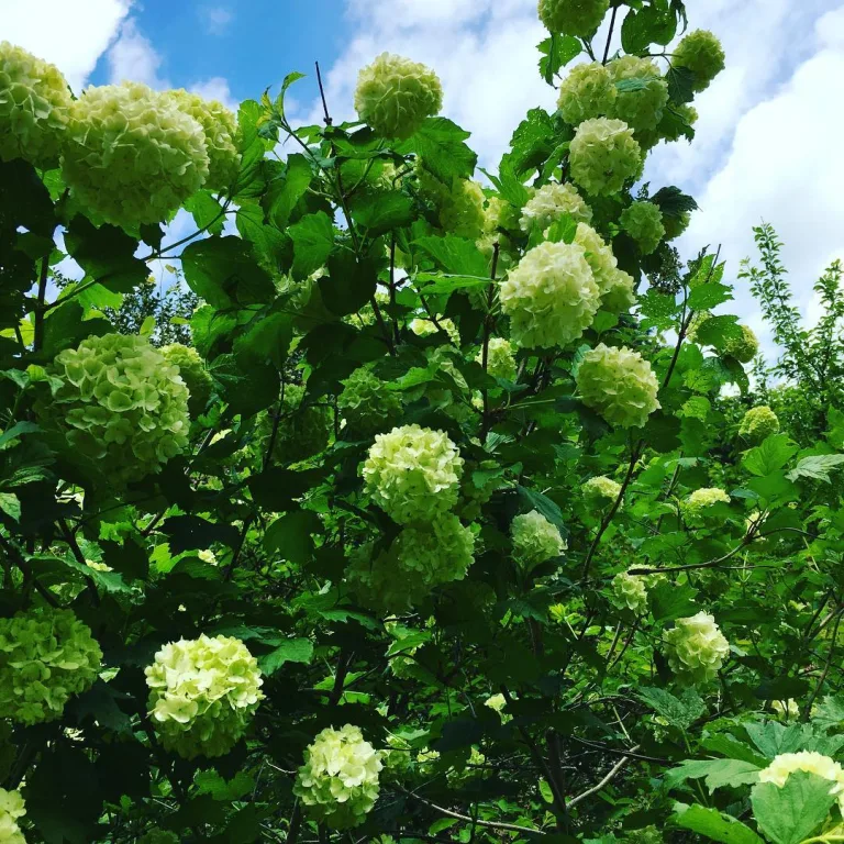 Viburnum opulus
