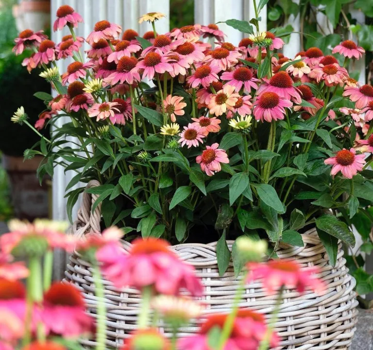 Echinacea purpurea