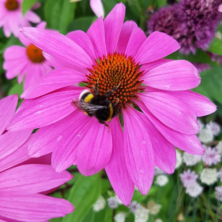 Echinacea purpurea