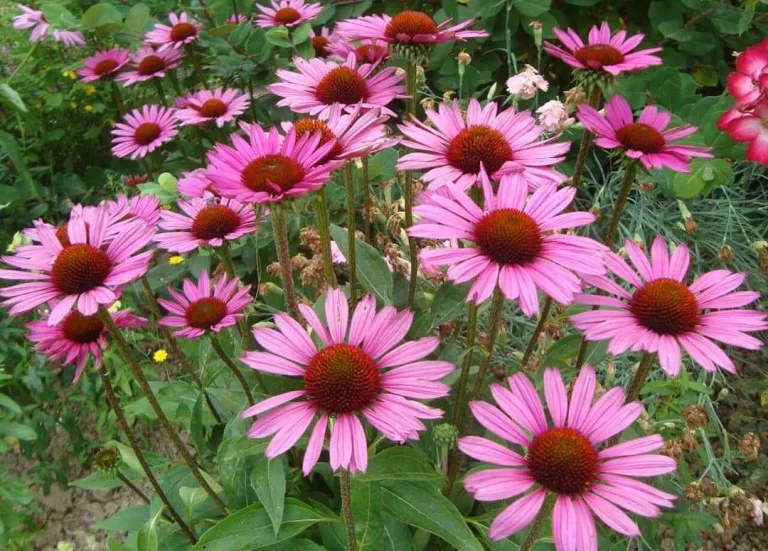 Echinacea purpurea