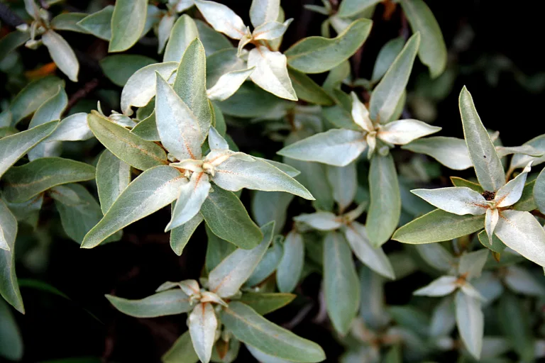 Elaeagnus