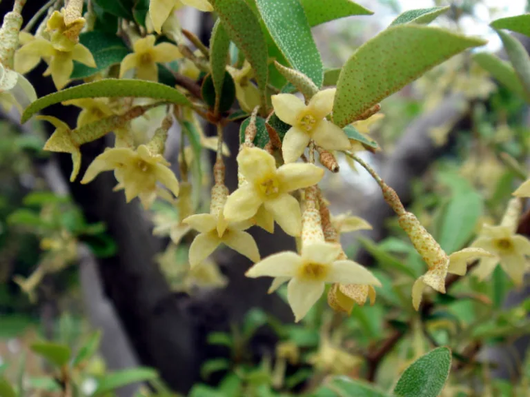 Elaeagnus multiflora