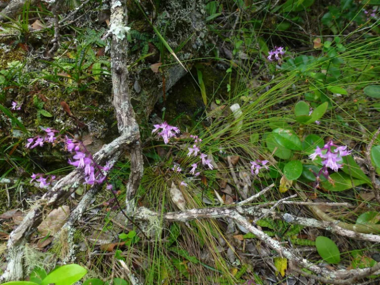 Stenoglottis