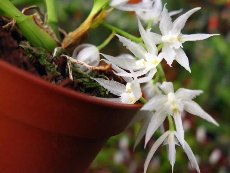 Warmingia eugenii