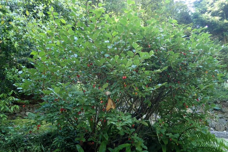 Elaeagnus multiflora