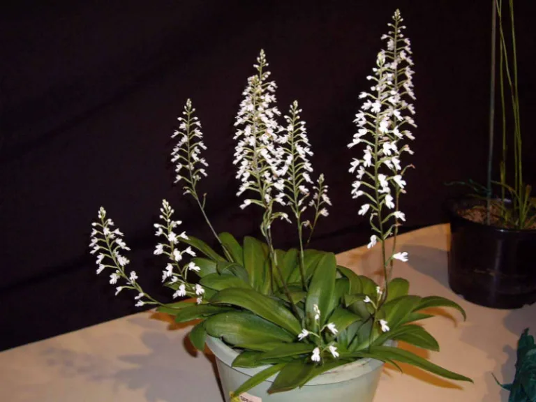 Stenoglottis woodii