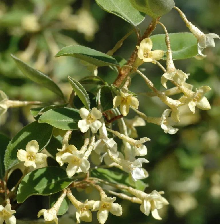 Elaeagnus multiflora