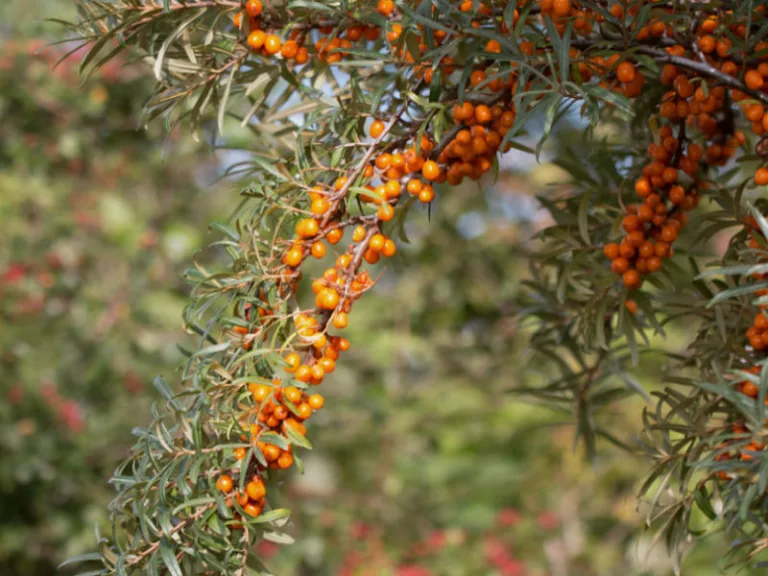 Elaeagnus rhamnoides