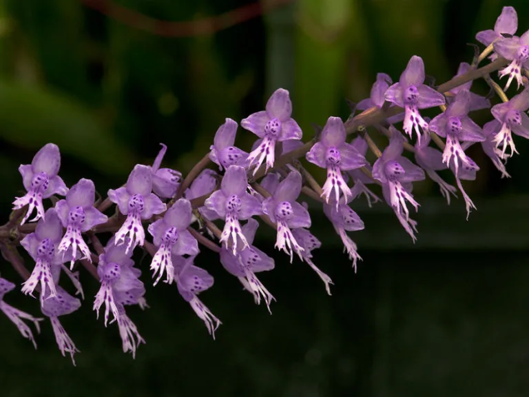 Stenoglottis Venus