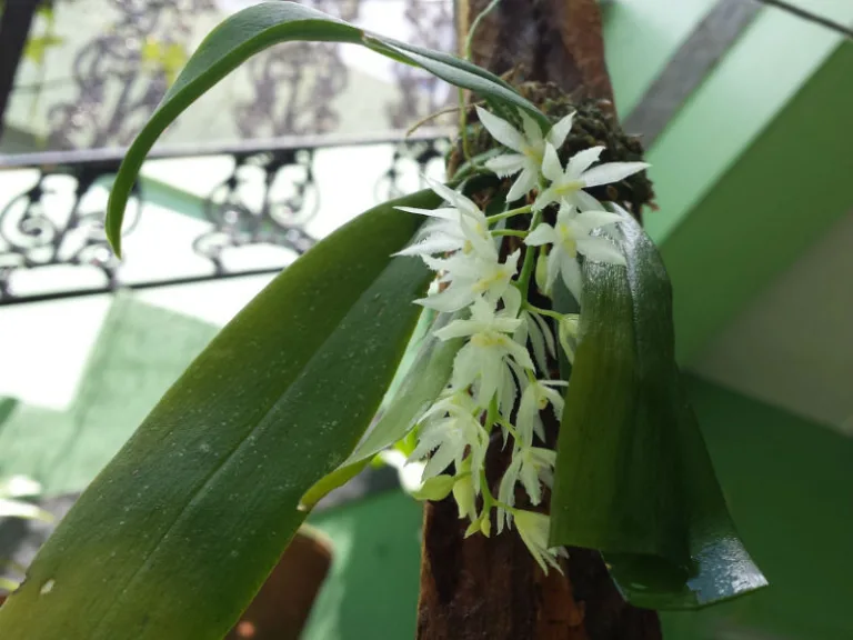 Warmingia eugenii