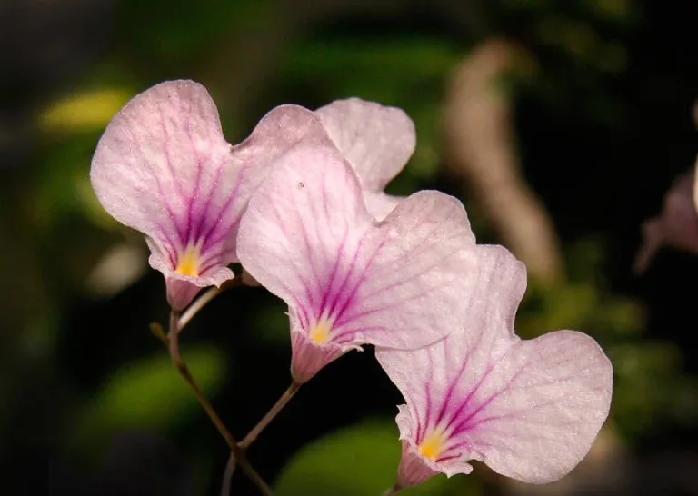 Ionopsis utricularioides