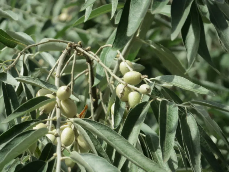 Elaeagnus angustifolia