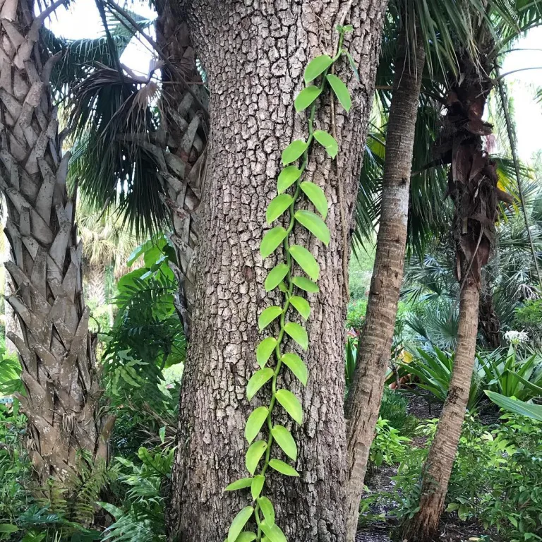 Vanilla planifolia