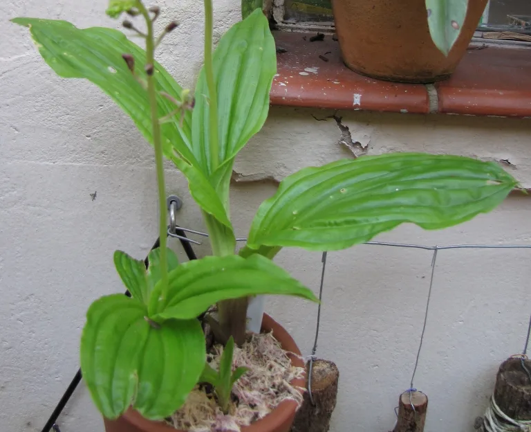 Liparis nervosa