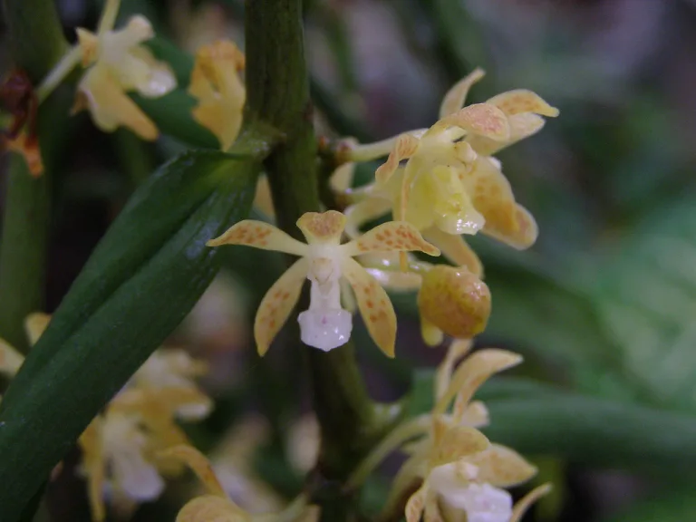 Trichoglottis Amesiana