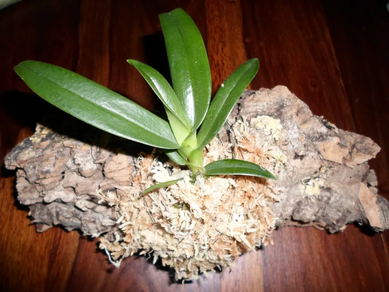 Sarcochilus fitzgeraldii