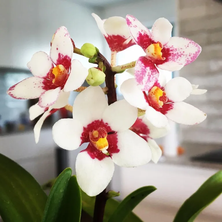 Sarcochilus fitzgeraldii
