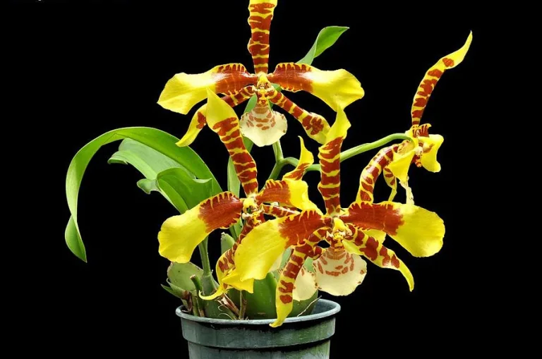 Rossioglossum grande