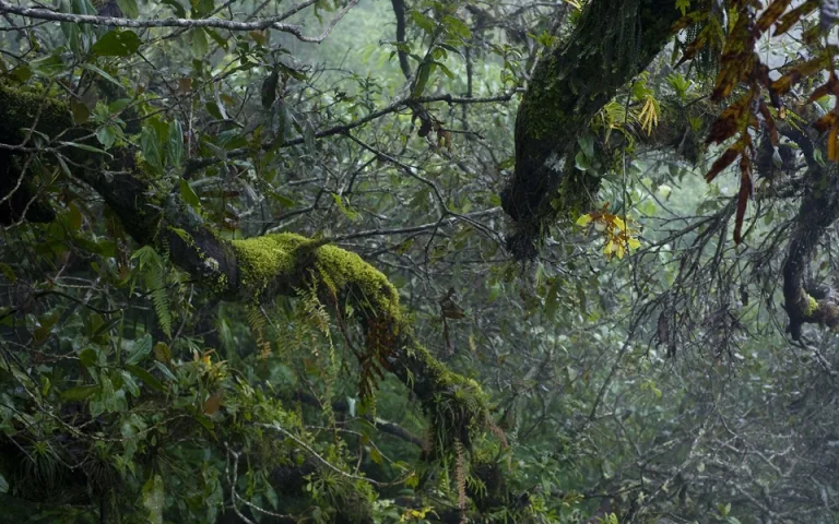 Rossioglossum grande