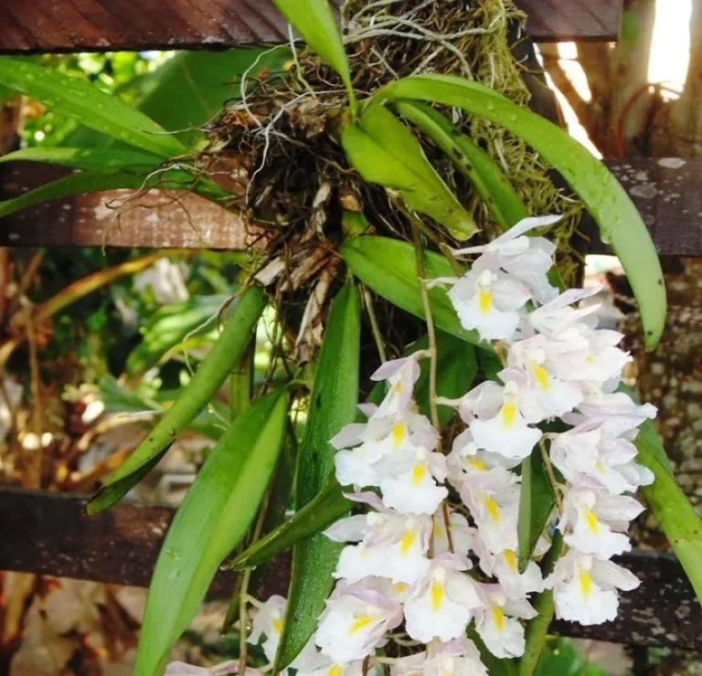 Rodriguezia bracteata