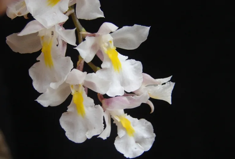 Rodriguezia bracteata