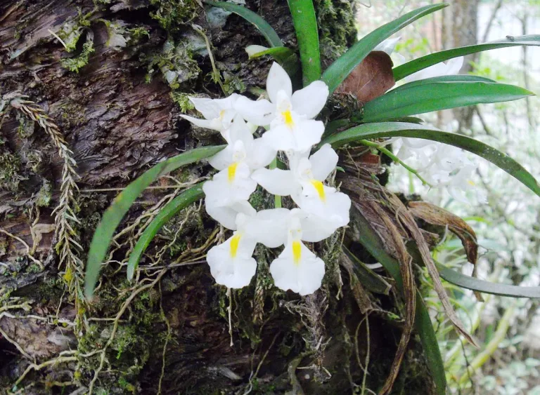 Rodriguezia bracteata
