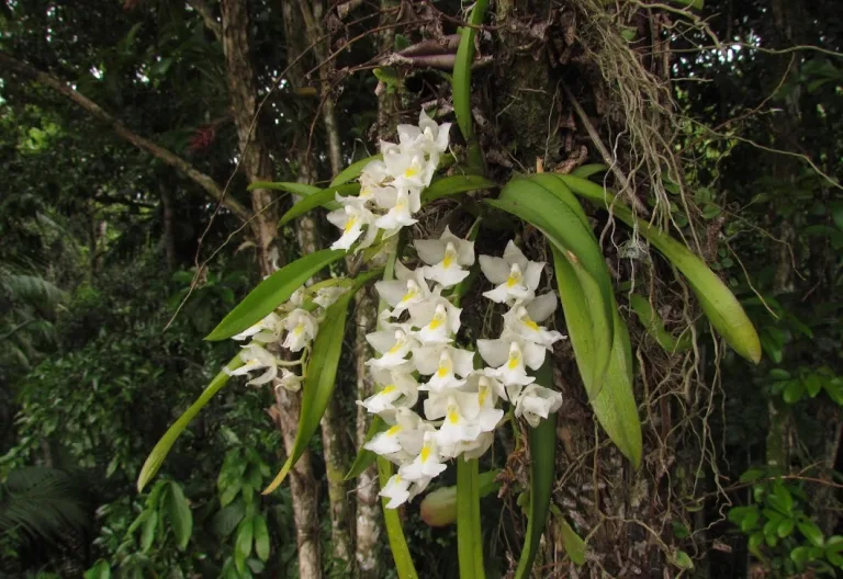 Rodriguezia bracteata