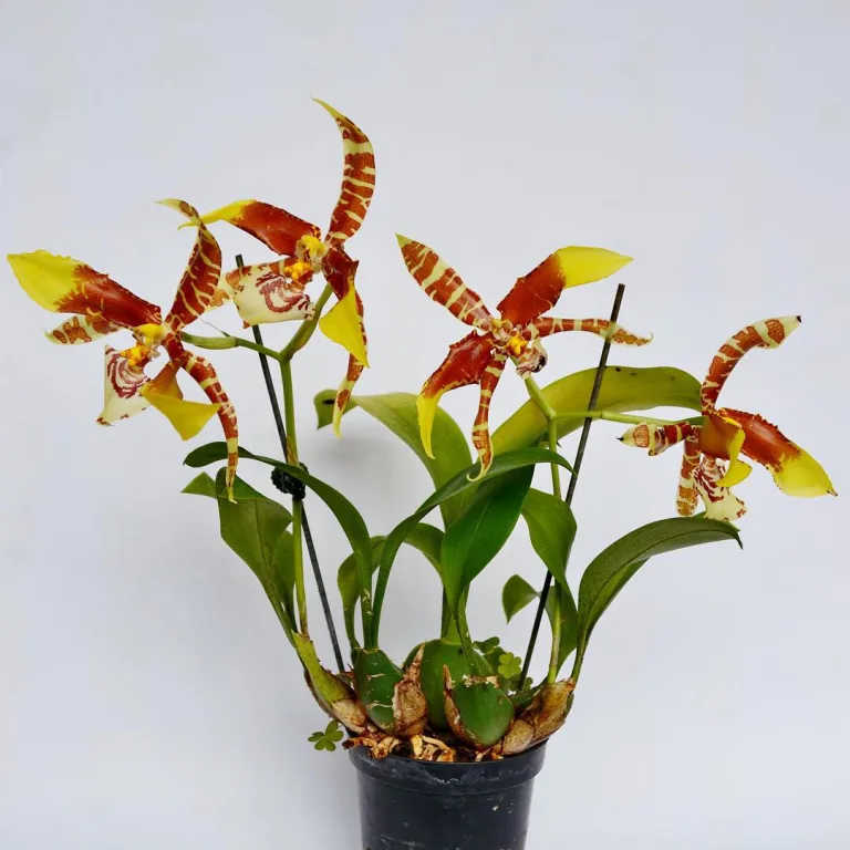 Rossioglossum grande