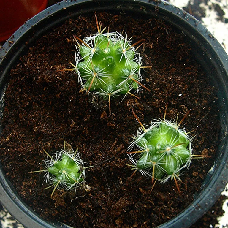 Mammillaria zeilmanniana