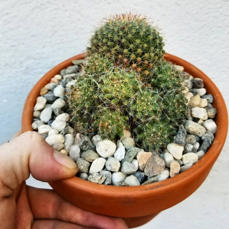 Mammillaria zeilmanniana