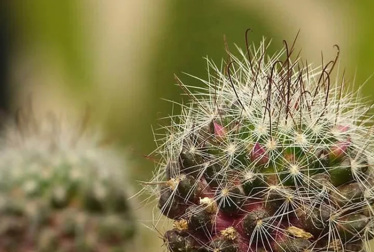 Mammillaria zeilmanniana