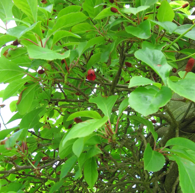 Schisandra glabra