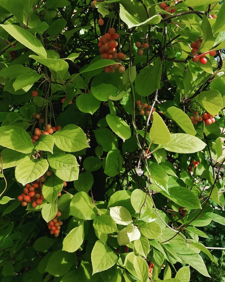Schisandra chinensis