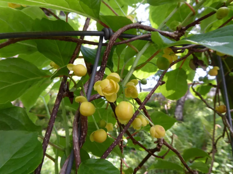 Schisandra Henryi