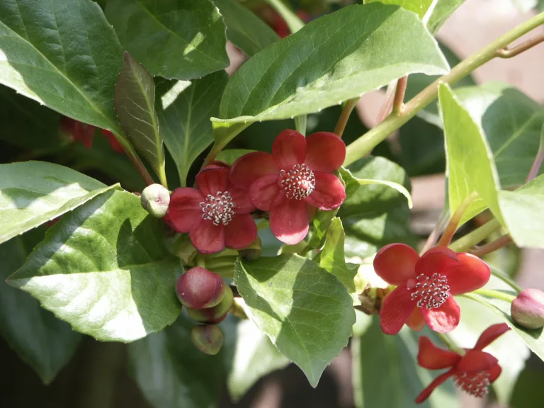 Schisandra rubriflora