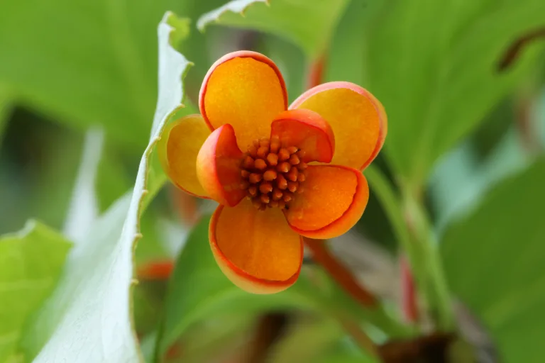 Schisandra