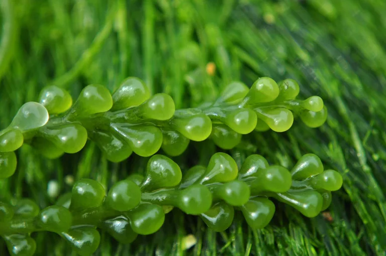 Caulerpa