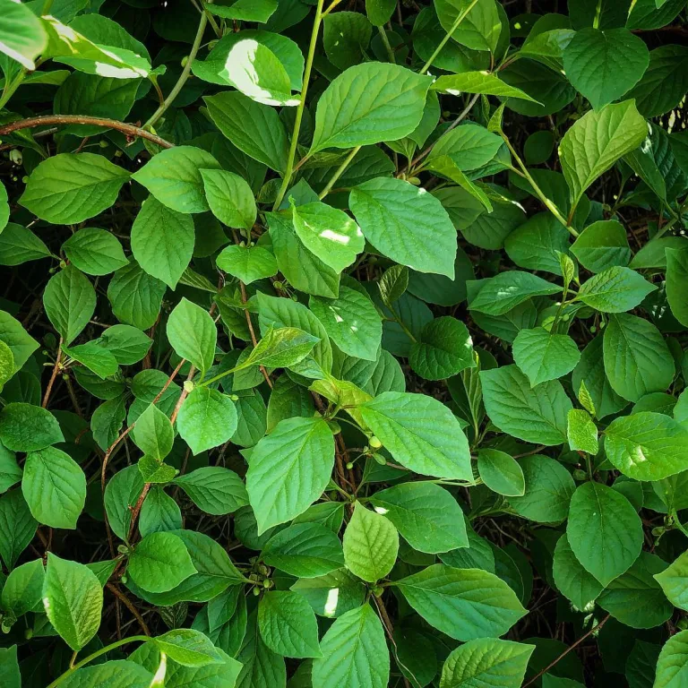 Schisandra chinensis