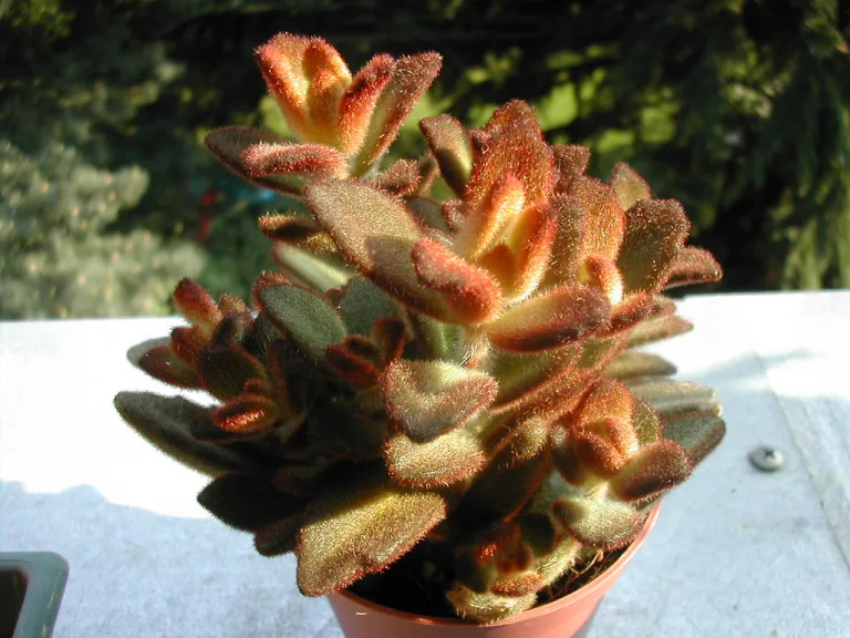 Kalanchoe tomentosa cv. Chocolate Soldier