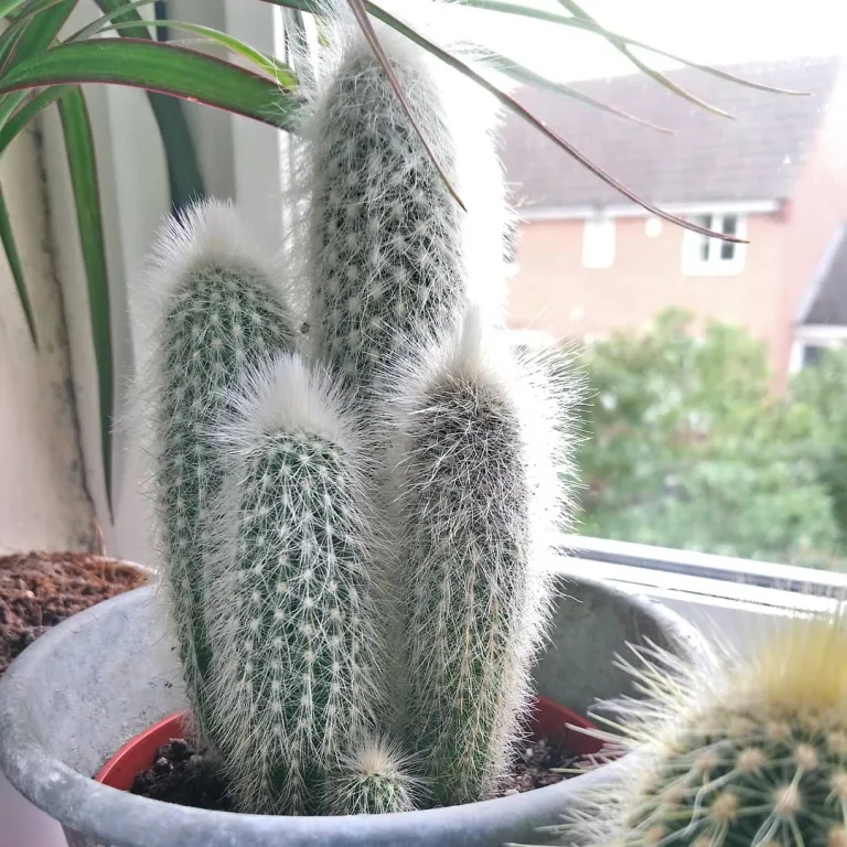Cleistocactus strausii