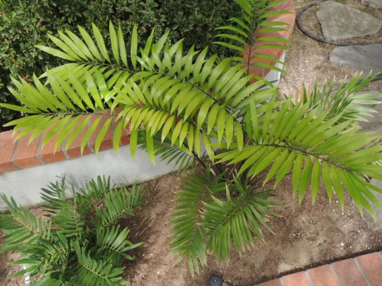 Zamia muricata