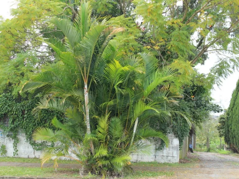 Dypsis lutescens