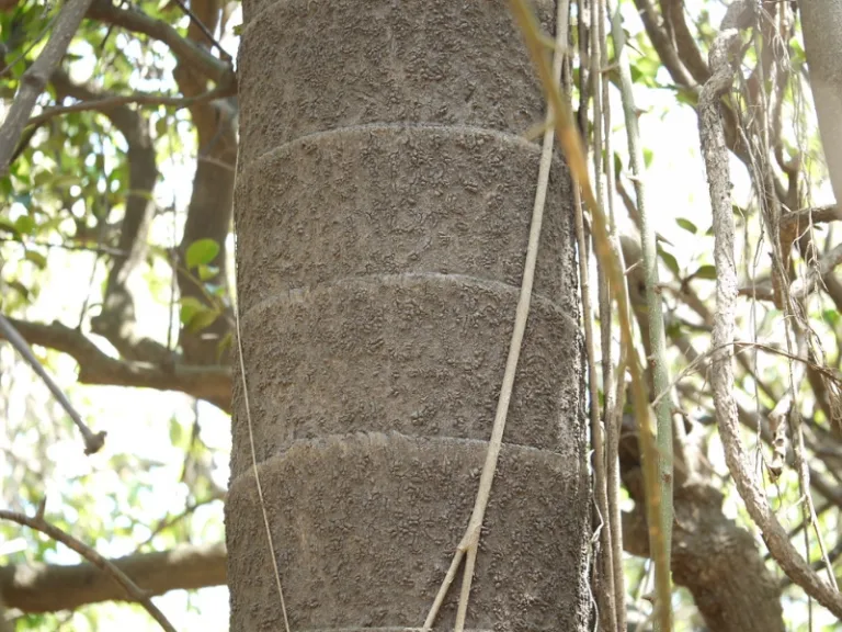 Caryota urens