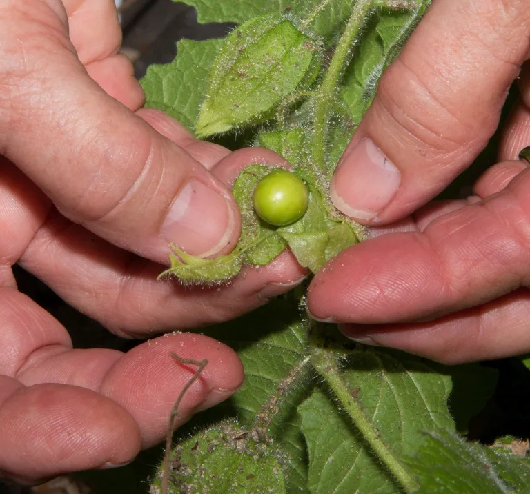 Physalis pubescens