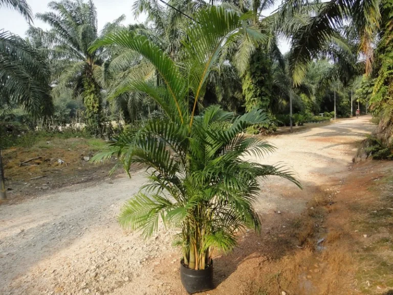 Dypsis lutescens