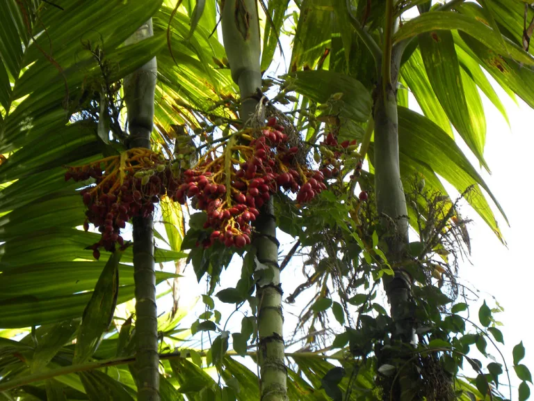 Areca triandra