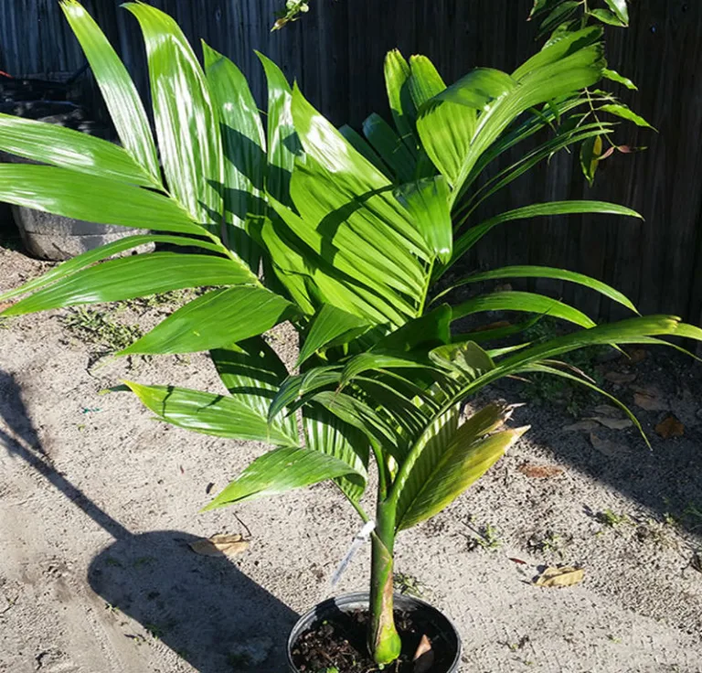 Areca catechu