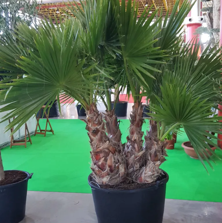 Washingtonia robusta