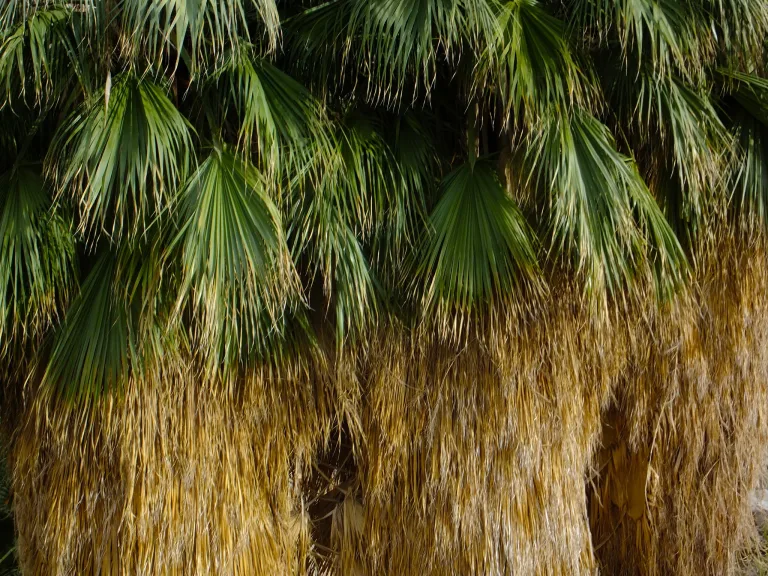 Washingtonia filifera