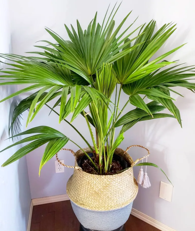 Livistona chinensis